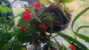 Распаковка Чижик, Ярче, Перекрёсток, Вайлдберриз