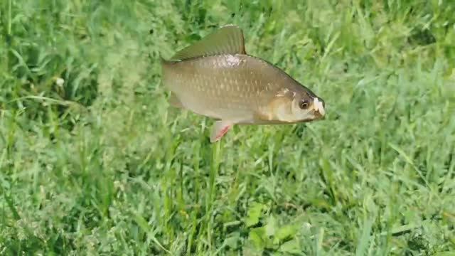 КАРАСЬ ПЛЫВЕТ ПО СУШЕ ! в описании почему так