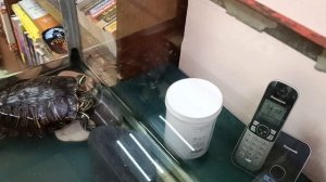 Наши красноухие черепахи