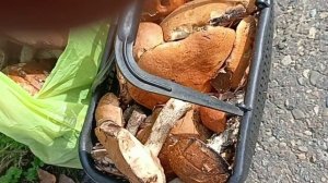 Сходили по грибы🍄