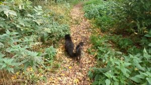 Котики гуляют. Слайд-шоу.