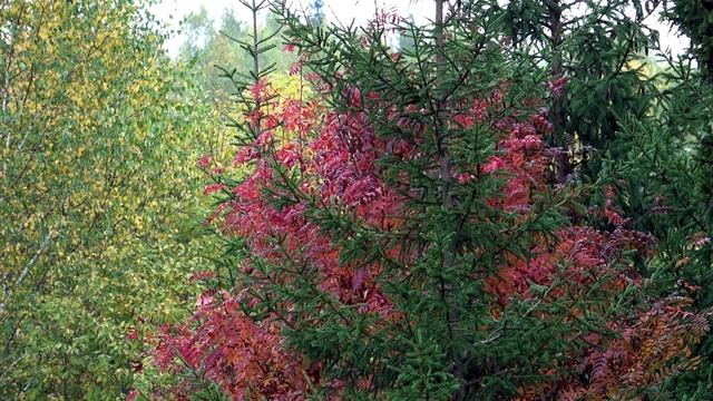 Краски осени...