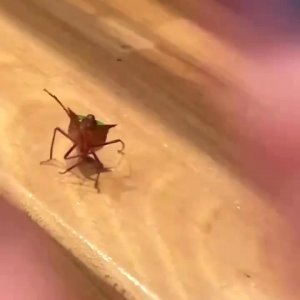 Подпишись 👉 https://www.avito.ru/sankt-peterburg/odezhda_obuv_aksessuary/podveska_iz_nefrita_kle...