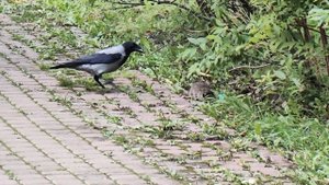 Везде жизнь