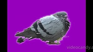 приключения голубя 1 серия