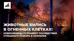 Животные бились в огненных клетках! Новосибирцы устраняют последствия страшного пожара в зоопарке