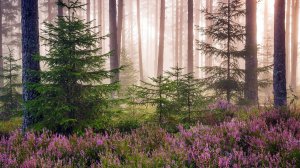 Незнакомка за Оком вагона.