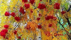 «В Осень  невозможно не влюбиться...»