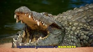 В Индии крокодил съел 37-летнюю женщину