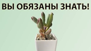 3 ВЕШИ которые СТОИТ ЗНАТЬ о СУККУЛЕНТАХ!