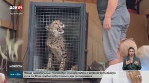 Новый пятнистый постоялец Ростовского зоопарка