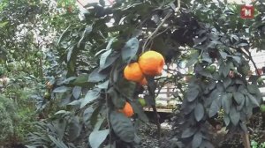 Где в Январе можно увидеть как растет кофе, мандарины, апельсины, бананы, лимон, непентес