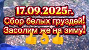 СБОР БЕЛЫХ ГРУЗДЕЙ! #recommended #грибы #сборгрибов #природа #природасеверногокрая #живаяприрода