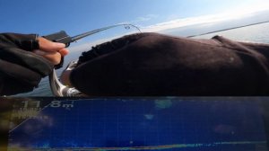 Паноптикс поклевка судака на Panoptix