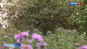 Вкусные традиции: в регионе продолжается сбор яблок, груш и айвы