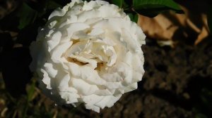 22==09==2025  ПВН  КМР   (100)