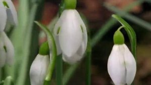 пр №3 Чайковский"Подснежник"