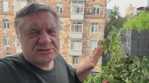Самые вкусные томаты - с балкона!