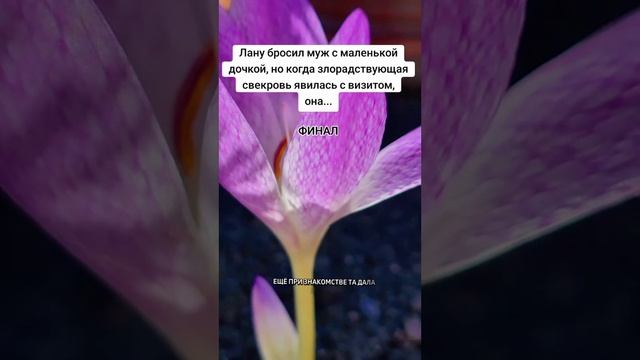 Свекровь удивила