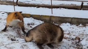 Енот игнорит Лису ))