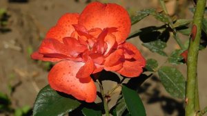 22==09==2025  ПВН  КМР   (85)