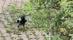 Везде жизнь .