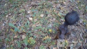 Ролик от Еретнова В.Б. Белочки в парке нашем.