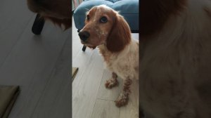 Выдержка перед кормлением.mp4