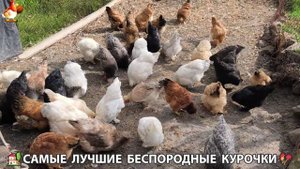 Цыплята и Курочки селяночки лучшие беспородные несушки 🥚 (323)