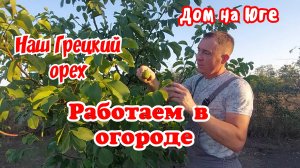 Дом на Юге. Работаем в саду. Наш Грецкий орех.