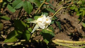 22==09==2025  ПВН  КМР   (112)