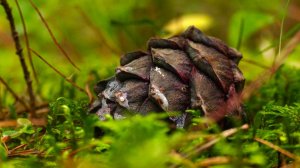 В погоне за лёгкой наживой браконьеры вывозят из югорских лесов партии кедрового ореха