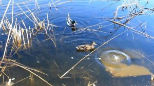 Кормим уток