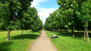 Парк, белки, лето