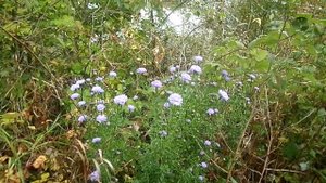 КАК НАЗВАНИЕ ЭТИХ ЦВЕТОВ ЗАЦВЕТАЮТ В СЕНТЯБРЕ.