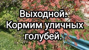 24-09-2025. Выходной. Кормим уличных голубей.