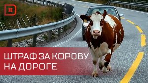 Прокуратура: штраф до 3 тыс. руб. грозит за бесконтрольный выпас скота