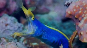 Жители - подводного мира ! (1)