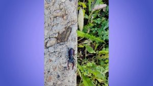 Жук-Олень "Краснокнижник"