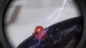 Путешествие Божьей коровки