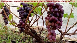 Виноград 10.08.2025 ЭНЕРГОДАР раранний срок созревания и крупная гроздь привлекает ваше внимание!