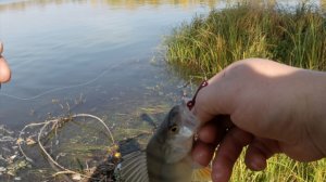 Окунь бьёт эту приманку как дикий. Безотказная техника ловли окуня на Оби