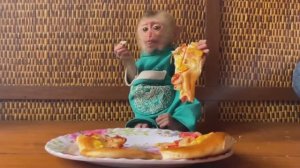 Обезьянка махонькая КРОШКА кушает сладкая лаваш Отщипывает кусочки и ест ПРИНЦЕССА КРАСАВИЦА