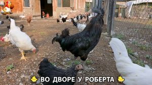Содержание кур в домашних условиях и других птиц во дворе у Роберта 🐣🐤🦆🐔🪿🦃 (261)