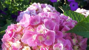 Готовимся к зиме, контейнеры с крупнолистной гортензий.