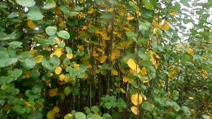 КАК ЧАСТО НУЖНО ОБРЕЗАТЬ ИРГУ