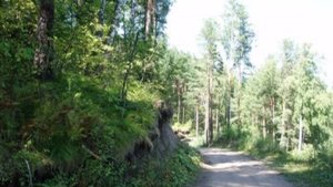 Стрелец Sagittarius