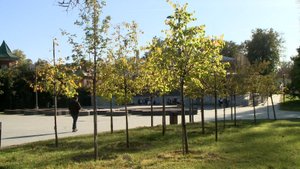 В Рязанской области в октябре проведут месячник по озеленению городов и сёл