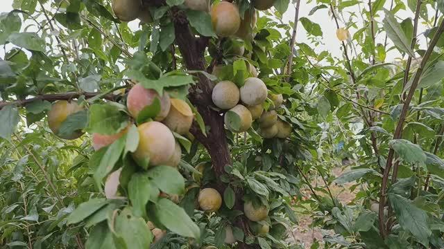 слива Байрон Голд смотреть онлайн