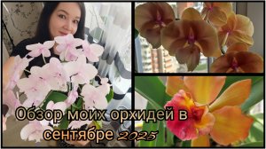 Обзор моих орхидей в сентябре 2025 года.